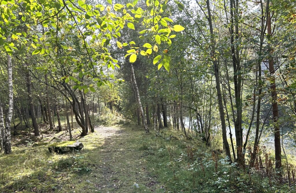 Noen få minutter blant trær og grønt kan roe kroppen og gi sinnet ny balanse. Foto: Magne Hagberg